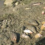 Stöpsel aus Teich gezogen – zahlreiche Fische verendet