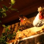 Luzerner Landwirt baut Hühnerstall zu Wohnraum um