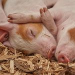 Luzerner Schweinezüchter im Visier von Tierschützern