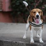 Hundesteuer für Assistenzhunde soll fallen