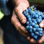Winzer besorgt: «Hälfte der Luzerner Ernte wohl zerstört»