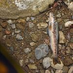 Luzerner Fischer kämpfen gegen den «schleichenden Tod»