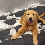 Warum die Pandemie mehr «Problemhunde» hervorbringen könnte