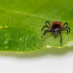 Zecken breiten sich aus – mehr Stiche in höheren Lagen