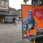 Der «Kampf» zwischen Luzern und den Tauben geht in die nächste Runde