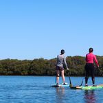 Stand-up-Paddling: Gefährlicher Boom für brütende Wasservögel in Luzern