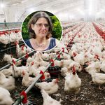 Dicke Luft in Adligenswil: Anwohner wehren sich gegen Hühner-Mastbetrieb