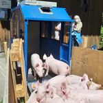 Schweinisches Vergnügen: Mit der Luftseilbahn auf die Alp