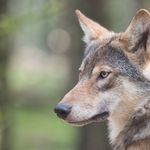 Luzern: «Eingreifgruppe» soll nach Wolfsriss helfen
