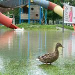So meistern Ente und Forelle das Luzerner Hochwasser