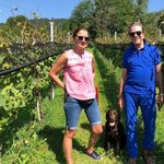 Hagel und Pilze vermiesen Zuger Winzern die Ernte