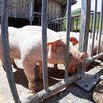 Säuli-Kanton Luzern hat zu viele Schweine