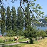 Junge Grüne fordern Gratis-Eintritt für Luzerner Badis