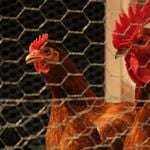Hühner, Gans und Co bleiben wegen Vogelgrippe eingesperrt