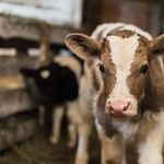 Tierquälerei: Luzerner Bauer darf weiter Kühe halten