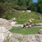 Zwei Bären gehen im Tierpark Goldau aufeinander los