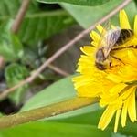 Wohlfühlklima für Wildbienen in meinem Luzerner Garten