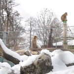 Toni's Zoo in Rothenburg sucht einen neuen Direktor