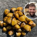 Muscheln aus der Reuss – eine neue Luzerner Delikatesse