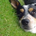 Hundefreilaufzone Tribschenhorn wird definitiv eingeführt