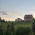 Das Luzerner Weinjahr könnte zu einer Seltenheit werden