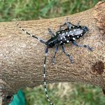 Zell: Schädlings-Käfer kostet bisher rund 250'000 Franken