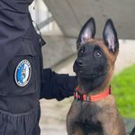 Nottwil: Polizeihund jagt Verdächtige bis auf einen Baum