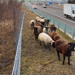 Ausgebüxte Schafe auf der A4: Zuger Polizei im Einsatz