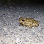 Die Kröten kommen: Sechs Wochen Strassensperre in Cham