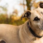 Baar appelliert an Hundebesitzer wegen Kot-Problem