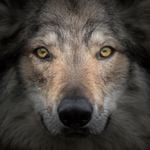 Warum Wolf M362 geschützt – oder eben doch abgeschossen gehört