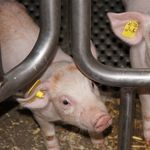 400 Ferkel sterben bei Scheunenbrand
