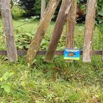 Zuger sollen kleinen Wildtieren helfen