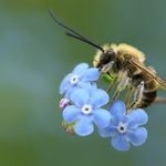 Der Sommer wird für Wildbienen in Luzern zum Stresstest