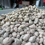 Zuger Bauer: «Unsere Kartoffelernte war eine Katastrophe»