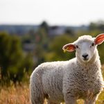 Unbekannte klauen Schaf, schächten es und schüren Feuer