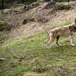 In Neuenkirch wurde möglicherweise ein Wolf gesichtet