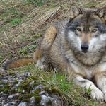 Der Wolf geht um: Luzern will Herdenschutz ausbauen