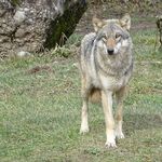 Mehrere Personen haben in Oberägeri einen Wolf gesehen