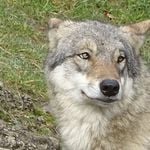 So viele Nutztiere hat der Wolf dieses Jahr gerissen