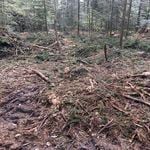 «Verwüstung» im Krienser Wald hat Folgen