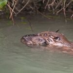 Der Abschuss droht: Muss der Zuger Biber jetzt bibbern?