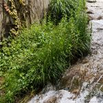 Stadt Zug baut Bach um – wegen Überschwemmungsgefahr