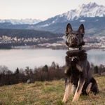 Luzerner Polizeihunde stellen Einbrecher