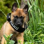 Luzern: So niedlich sind die neuen Polizeihund-Anwärter