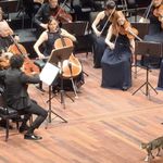 Flauschiger Störenfried stiehlt Luzerner Orchester die Show