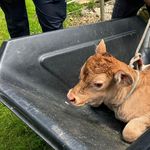 Kalb verursacht Einsatz der Zuger Seerettung