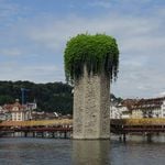 Kein Platz für mehr Pflanzen in Luzern? Denkste