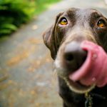 Hundehasser unterwegs? Giftköder an der Kleinen Emme gesichtet