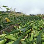 Anwohner in Hohenrain leiden unter massivem Lärm von Firma